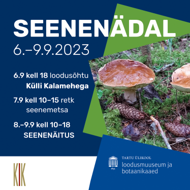 Seenenädala kava