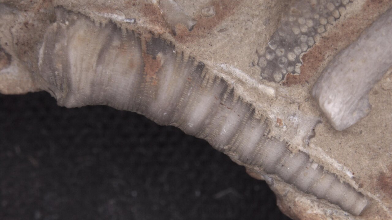 Cornulites meidlai