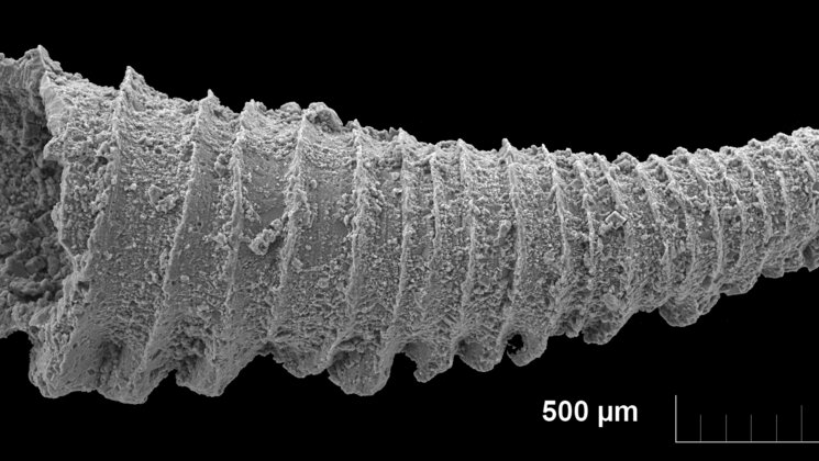 New species from proto-Baltic Sea 450 million years ago